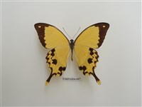 藏品(外國蝴蝶)的圖片